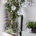 Bocci 14.1 Random Pendant Light