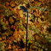 Luceplan Flia Portable Outdoor Floor Lamp